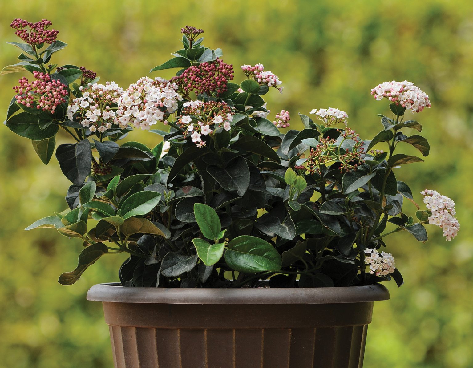 Shades of pink viburnum bloomables