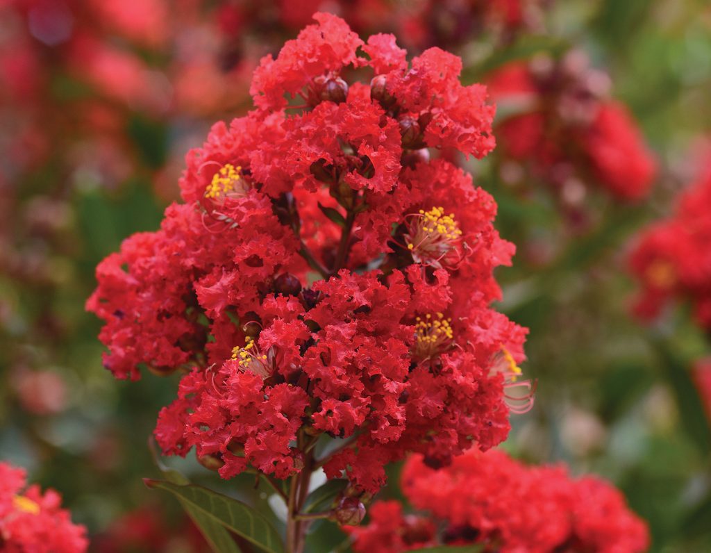 Lagerstroemia Rumbling Red Enduring Red™ Lagerstroemia | Bloomables