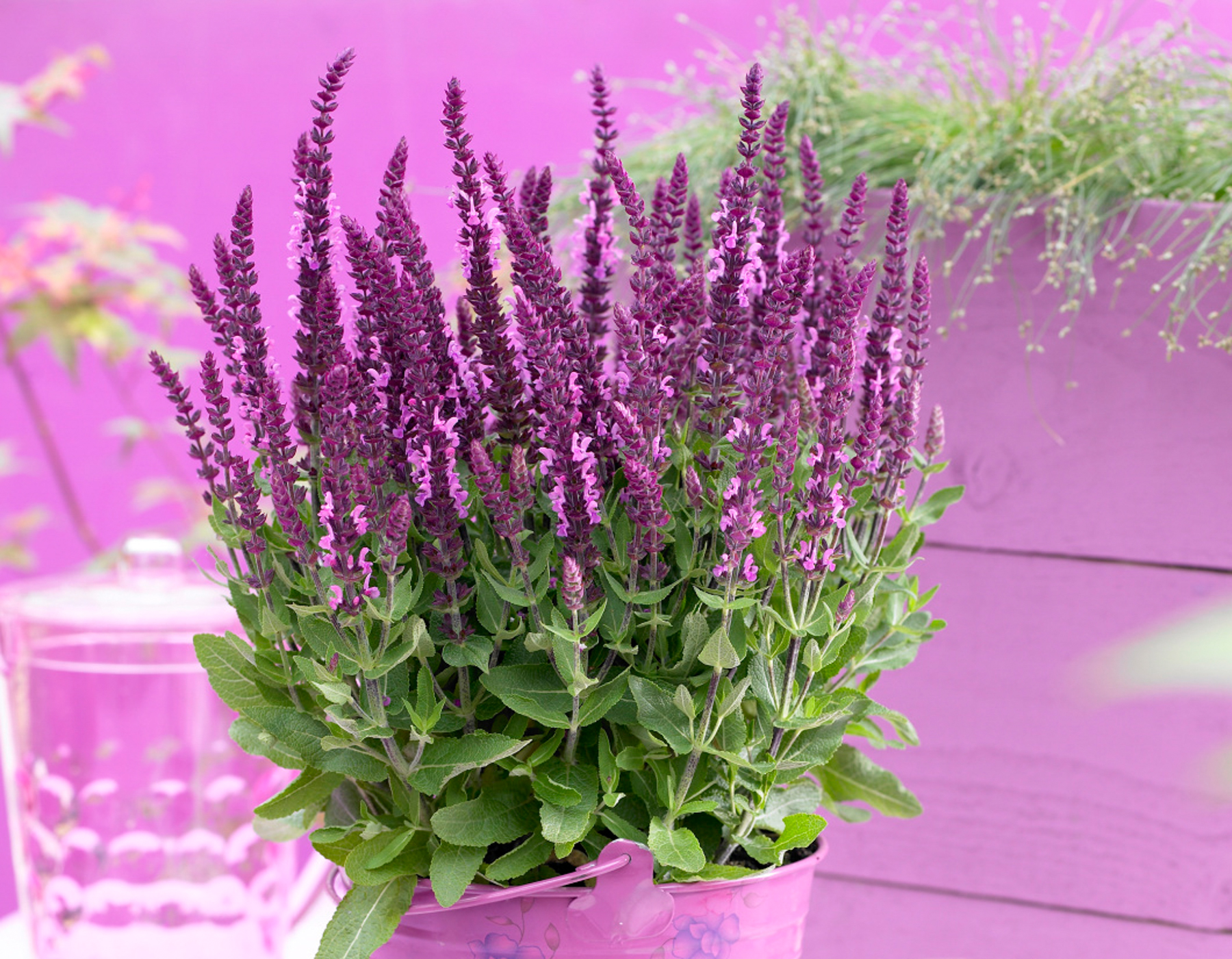 Sensation® Compact Bright Rose Salvia | Bloomables