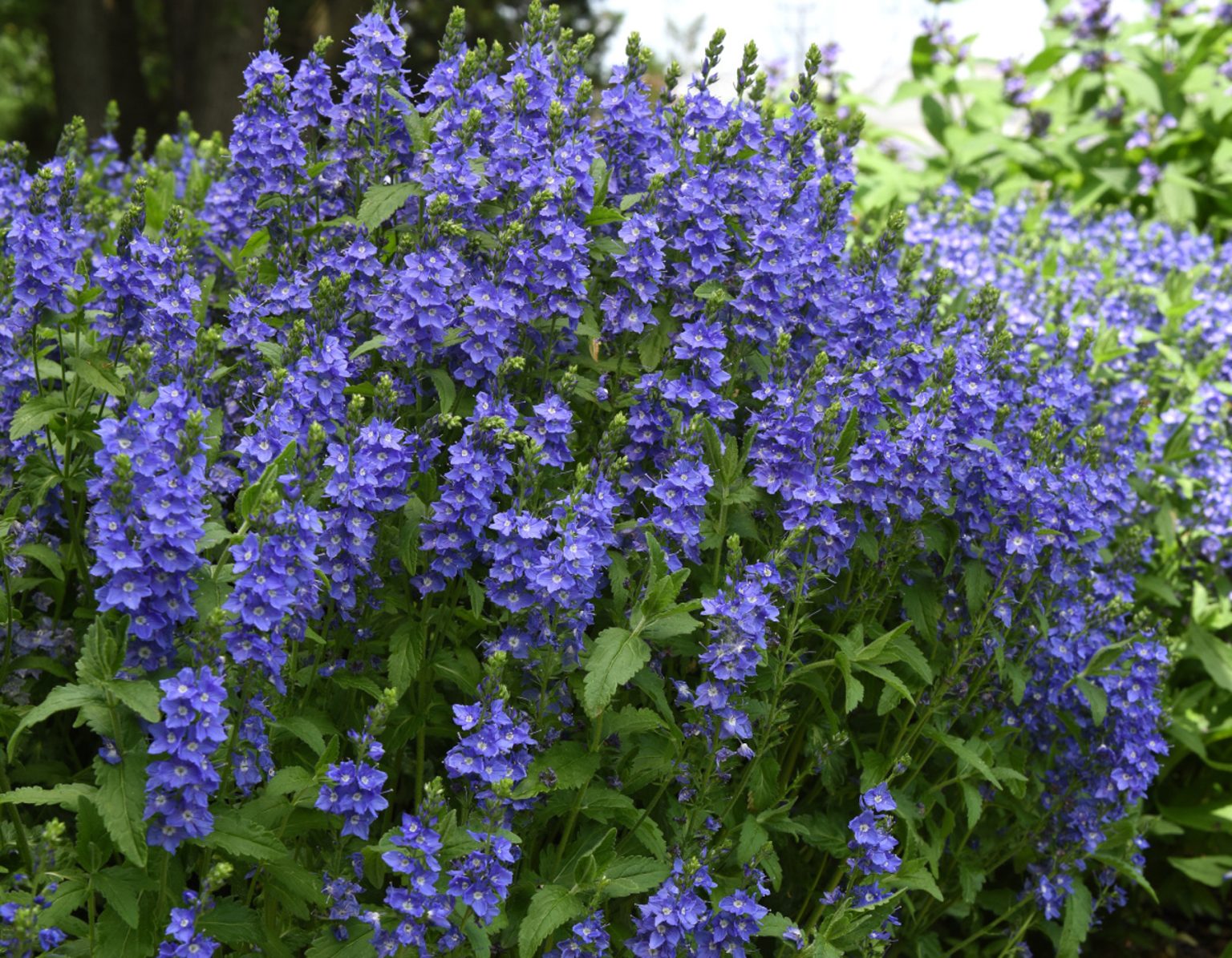 Veronica Venice Blue Bloomables